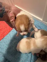 Simba  AKC, a male Pomeranian for sale in Oklahoma City, OK – Photo 3 of 5