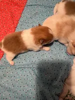 Simba  AKC, a male Pomeranian for sale in Oklahoma City, OK – Photo 4 of 5