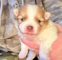 Simba  AKC, a male Pomeranian for sale in Oklahoma City, OK – Photo 5 of 5