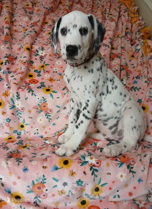 Maroon  – Dalmatian puppy for sale in Bechtelsville, PA