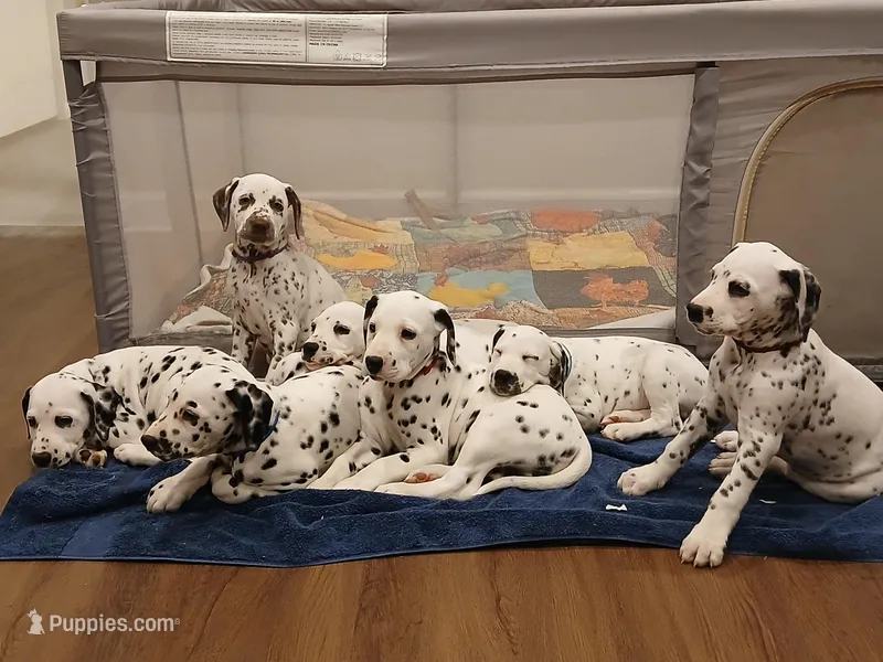 Yellow – Dalmatian puppy for sale in Bechtelsville, PA