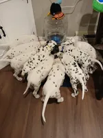 Yellow, a male Dalmatian for sale in Bechtelsville, PA – Photo 3 of 4