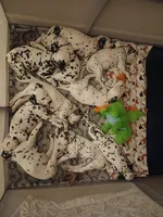 Yellow, a male Dalmatian for sale in Bechtelsville, PA – Photo 4 of 4