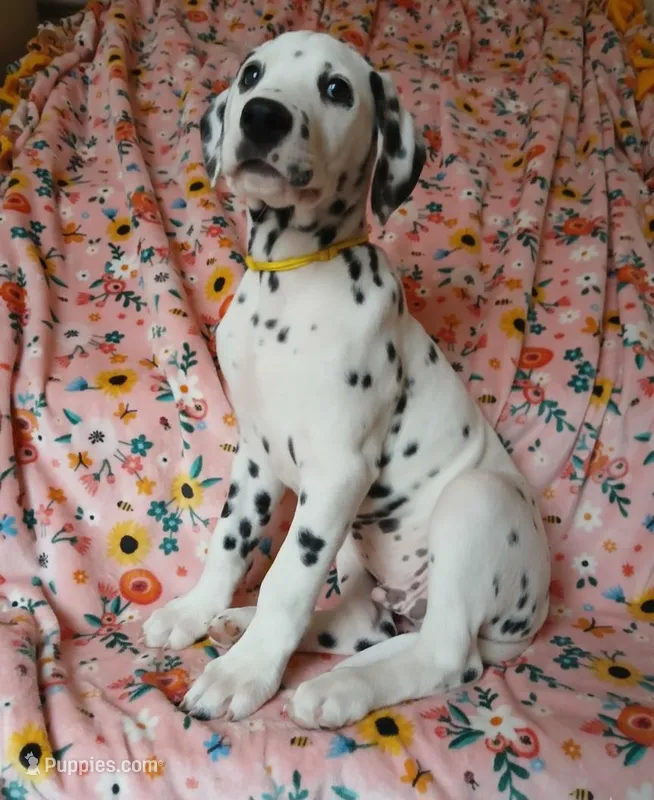 Yellow – Dalmatian puppy for sale in Bechtelsville, PA