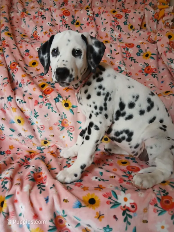 Pink – Dalmatian puppy for sale in Bechtelsville, PA