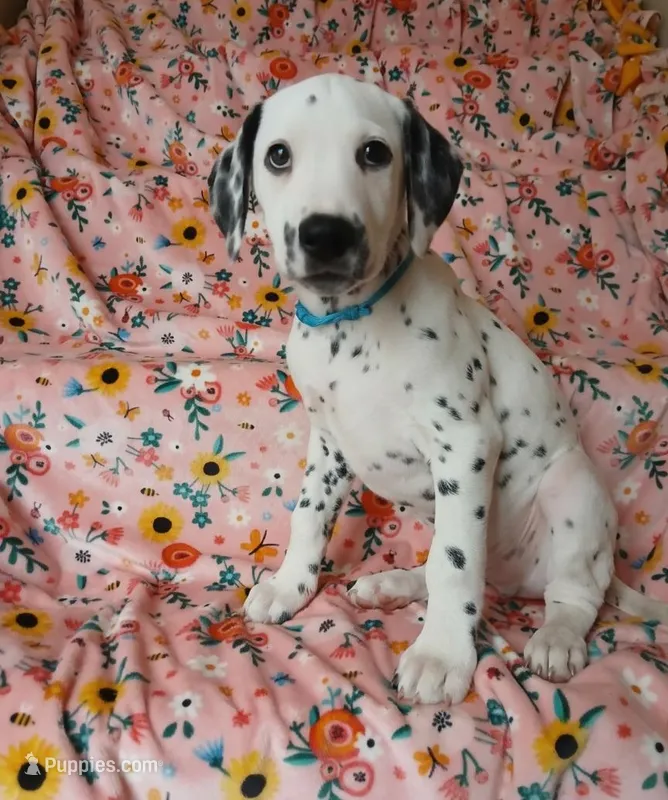 Light Blue  – Dalmatian puppy for sale in Bechtelsville, PA