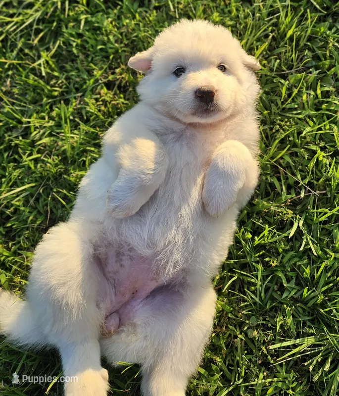 Lucy – Great Pyrenees puppy for sale in Van Buren, AR