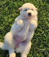 Lucy, a female Great Pyrenees for sale in Van Buren, AR – 1 of 1