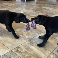 Ashes, a male Labrador Retriever for sale in Oxford, WI – Photo 6 of 7