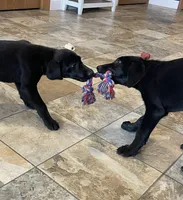 Ashes, a male Labrador Retriever for sale in Oxford, WI – Photo 6 of 7