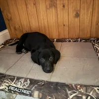 Ashes, a male Labrador Retriever for sale in Oxford, WI – Photo 1 of 7