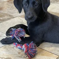 Ashes, a male Labrador Retriever for sale in Oxford, WI – Photo 2 of 7