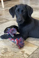 Ashes, a male Labrador Retriever for sale in Oxford, WI – Photo 2 of 7