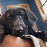 Ashes, a male Labrador Retriever for sale in Oxford, WI – Photo 5 of 7