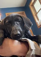 Ashes, a male Labrador Retriever for sale in Oxford, WI – Photo 5 of 7