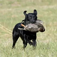 Ashes, a male Labrador Retriever for sale in Oxford, WI – Photo 7 of 7