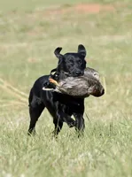 Ashes, a male Labrador Retriever for sale in Oxford, WI – Photo 7 of 7