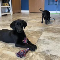 Ashes, a male Labrador Retriever for sale in Oxford, WI – Photo 4 of 7