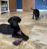 Ashes, a male Labrador Retriever for sale in Oxford, WI – Photo 4 of 7