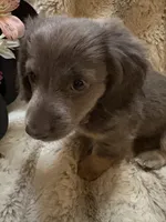 Little Blue Boy, a male Miniature Dachshund for sale in Blairsville, PA – Photo 2 of 4