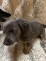 Little Blue Boy, a male Miniature Dachshund for sale in Blairsville, PA – Photo 3 of 4