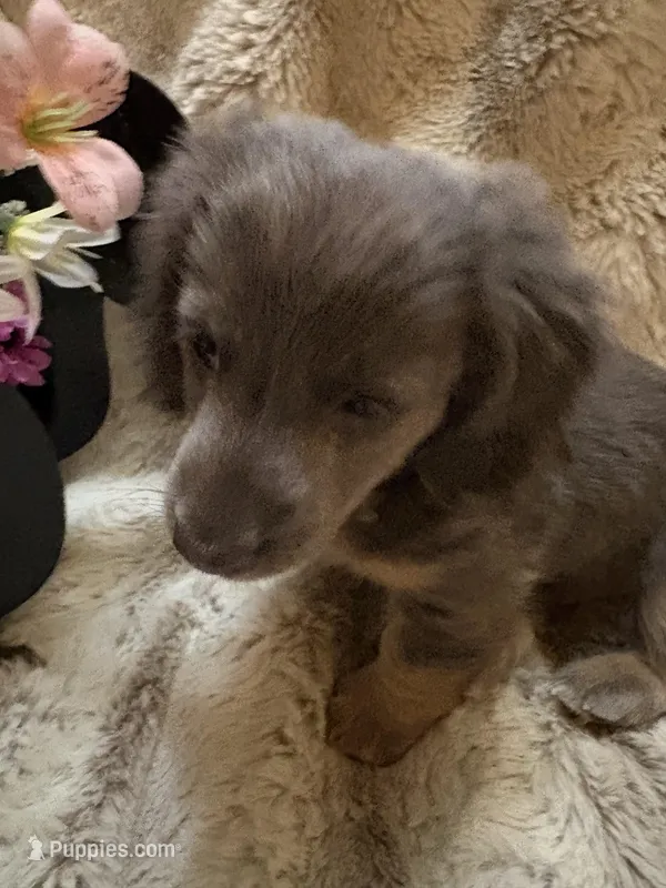 Little Blue Boy – Miniature Dachshund puppy for sale in Blairsville, PA