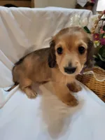 Annas shaded cream female, a female Miniature Dachshund for sale in Blairsville, PA – Photo 2 of 6