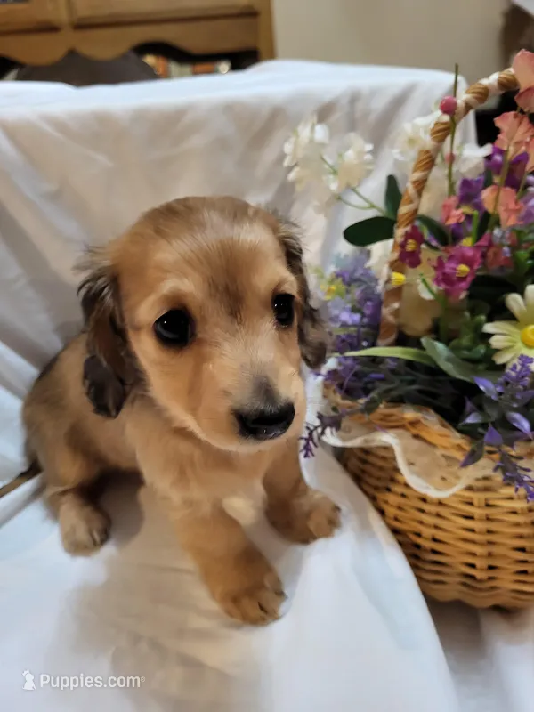 Annas shaded cream female, a female Miniature Dachshund for sale in Blairsville, PA – Photo 1 of 6