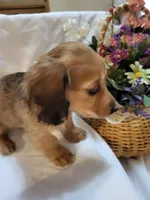 Annas shaded cream female, a female Miniature Dachshund for sale in Blairsville, PA – Photo 4 of 6