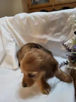 Annas shaded cream female, a female Miniature Dachshund for sale in Blairsville, PA – Photo 3 of 6