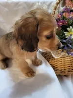 Annas shaded cream female, a female Miniature Dachshund for sale in Blairsville, PA – Photo 5 of 6