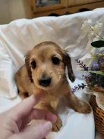 Annas shaded cream female, a female Miniature Dachshund for sale in Blairsville, PA – Photo 6 of 6
