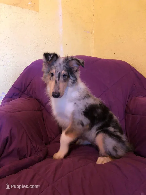 GJ-1, a female Collie for sale in Yucaipa, CA – Photo 1 of 1