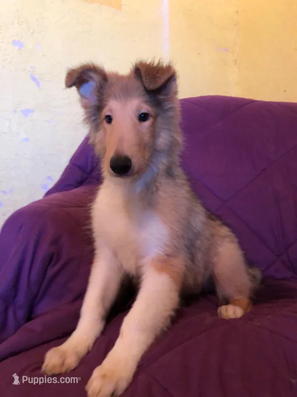 Collie, a female Collie for sale in Yucaipa, CA – Photo 1 of 1