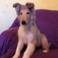 Collie, a female Collie for sale in Yucaipa, CA – 1 of 1