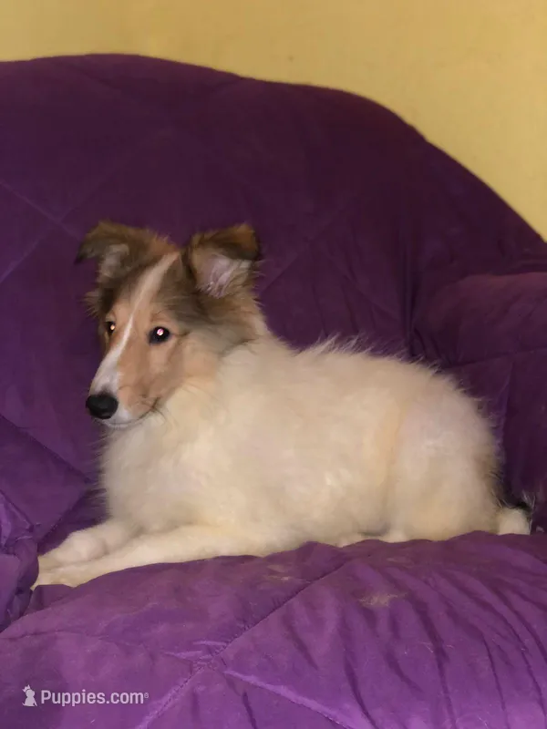 LS-1, a female Collie for sale in Yucaipa, CA – Photo 1 of 1