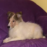 LS-1, a female Collie for sale in Yucaipa, CA – 1 of 1