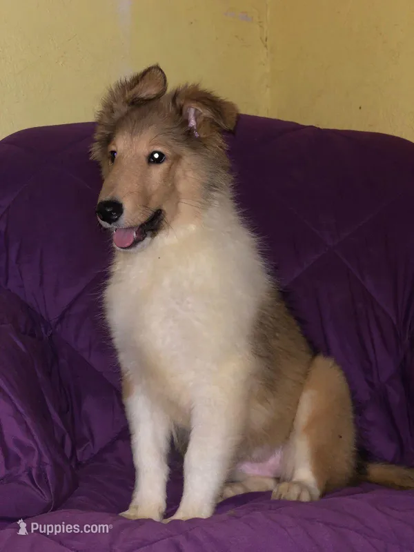 Collie, a female Collie for sale in Yucaipa, CA – Photo 1 of 1