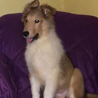 Collie, a female Collie for sale in Yucaipa, CA – 1 of 1