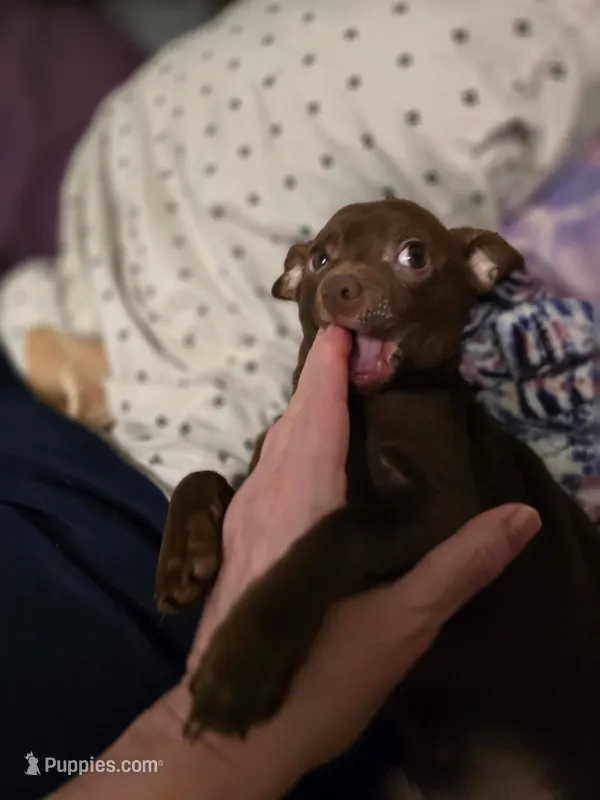 Pistol – Chihuahua puppy for sale in Bremerton, WA