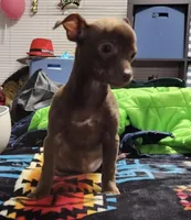 Aurora, a female Chihuahua for sale in Bremerton, WA – Photo 1 of 2