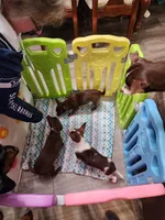 Aurora, a female Chihuahua for sale in Bremerton, WA – Photo 2 of 2