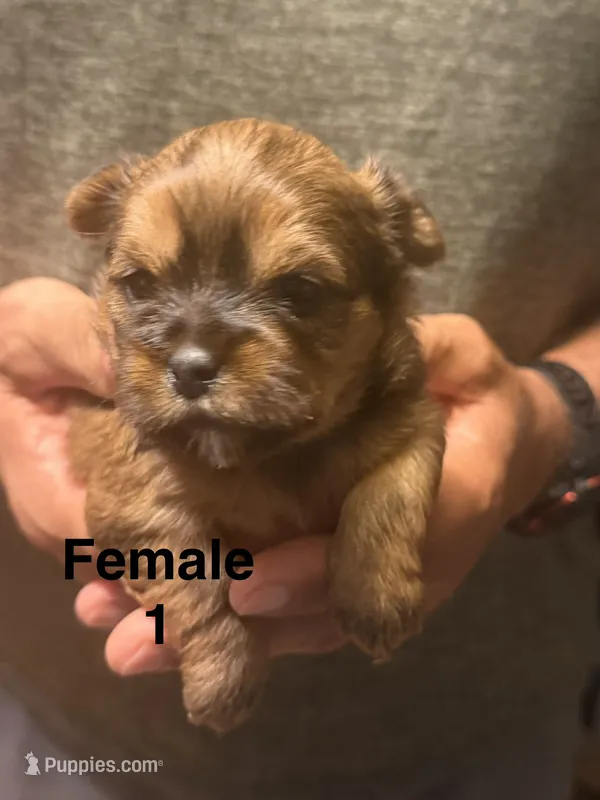 Female 1 – Shorkie puppy for sale in Mc Clure, PA