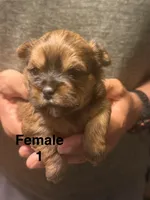 Female 1, a female Shorkie for sale in Mc Clure, PA – 1 of 3
