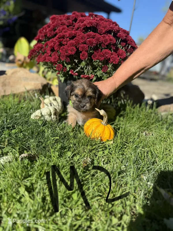 Male 2 – Shorkie puppy for sale in Mc Clure, PA