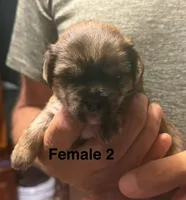Female 2, a female Shorkie for sale in Mc Clure, PA – 1 of 4