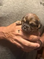 Male 2, a male Shorkie for sale in Mc Clure, PA – 3 of 3