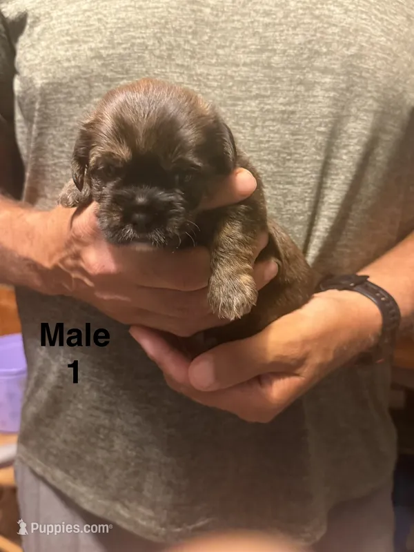 Male 1 – Shorkie puppy for sale in Mc Clure, PA