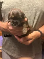 Male 1, a male Shorkie for sale in Mc Clure, PA – 1 of 1