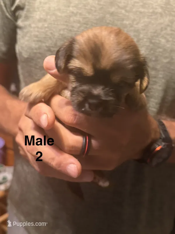 Male 2 – Shorkie puppy for sale in Mc Clure, PA